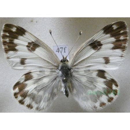 Pontia edusa (Fabricius, 1777) Bielinek rukiewnik Czech47f